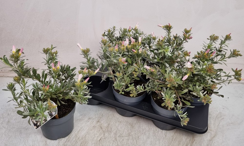 Dekoratyvinis krūmas, sidabrakrūmis, vazonėlio skersmuo 19 cm.
