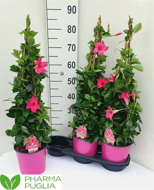 Vijoklinis augalas, mandevila "Pink", vazonėlio skersmuo 19 cm.