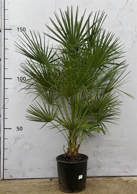 Kambarinis augalas, palmė nykštukinė, vazonėlio skersmuo 28 cm.