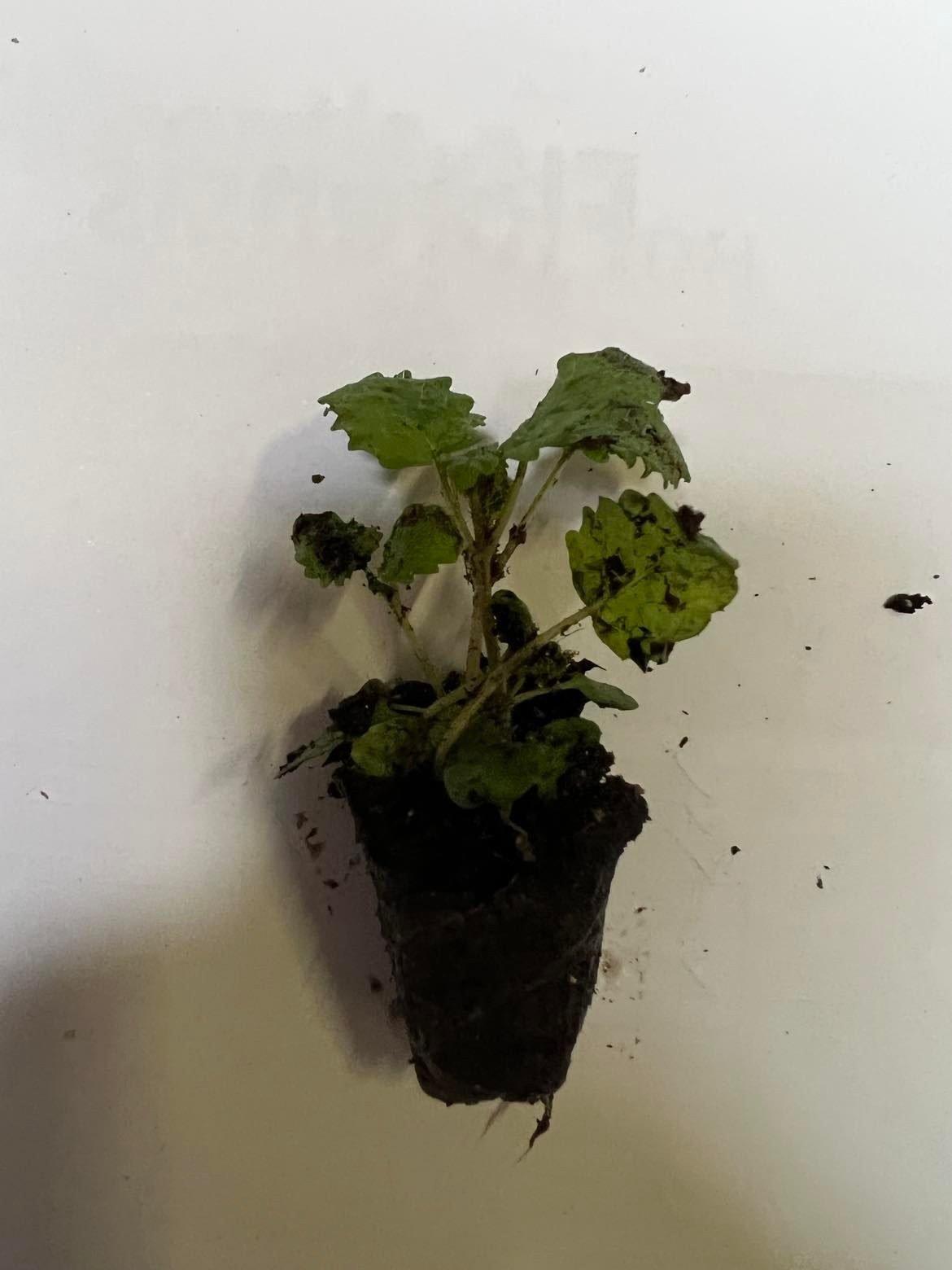 Prieskoninio augalo daigelis, vaistinė melisa "Lemon Balm"