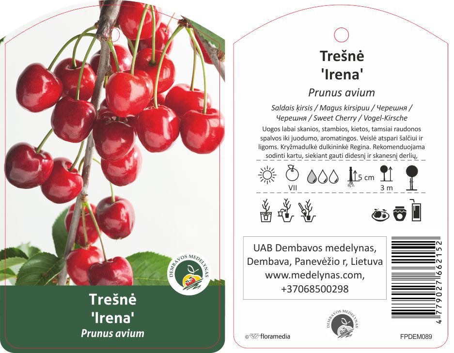 Vaismedis, trešnė "Irena"