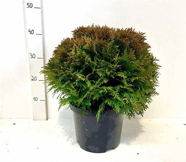 Spygliuotis, tuja, rutulio formos, vazonėlio skersmuo 23 cm.