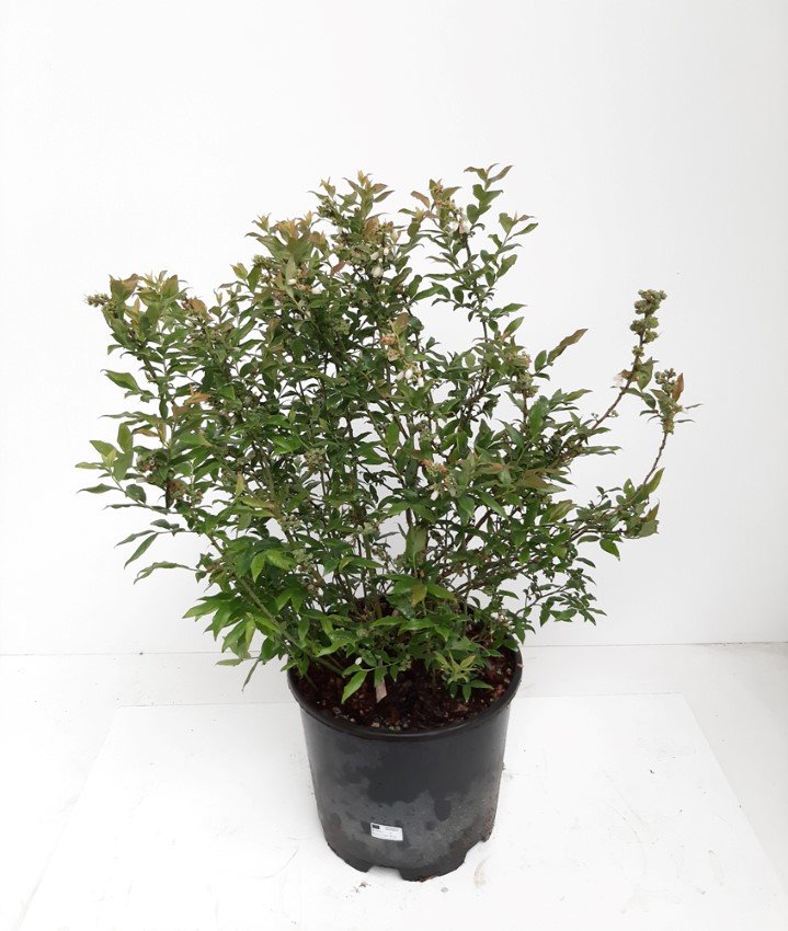 Vaiskrūmis, šilauogė "Hortblue Petite", vazonėlio skersmuo 17 cm.