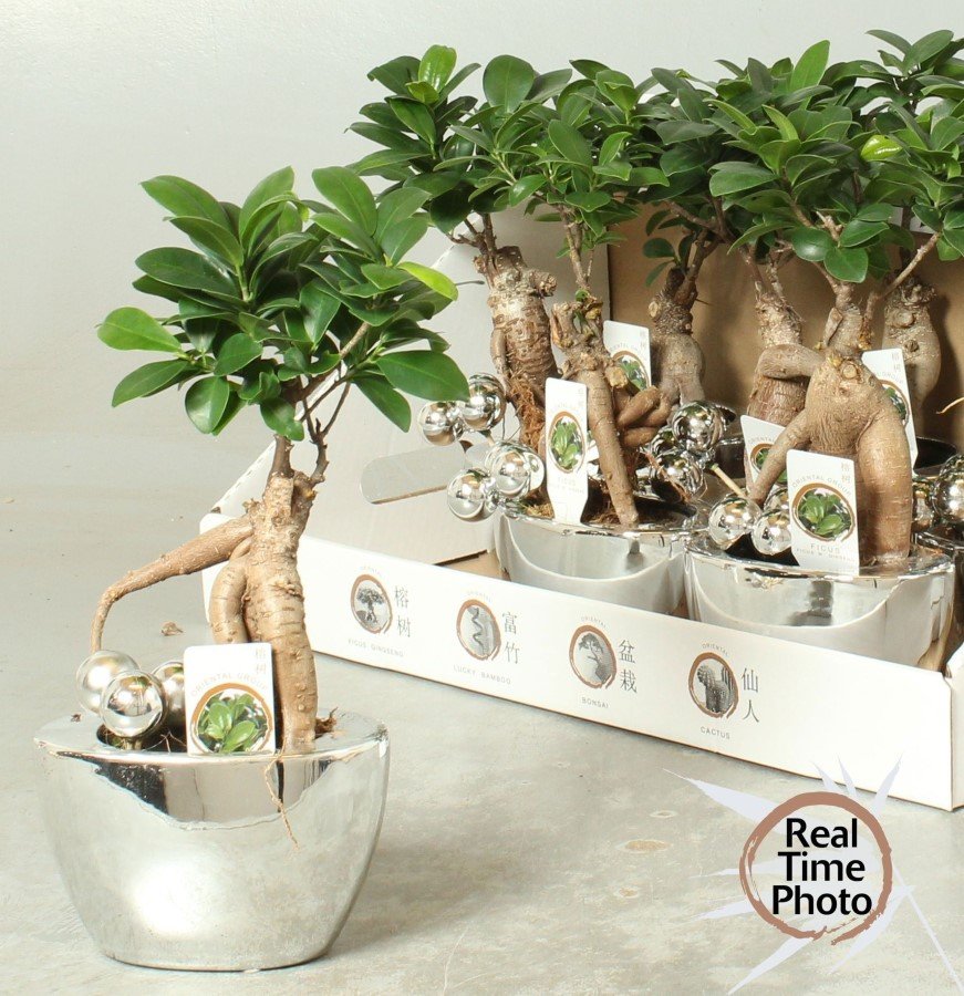 Kambarinis augalas, fikusas (bonsai), keraminiame vazonėlyje, vazonėlio skersmuo 14 cm.