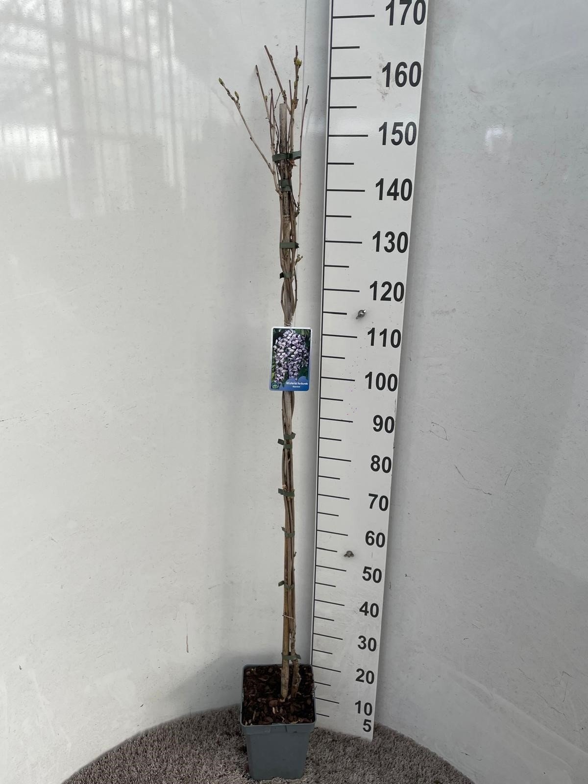 Vijoklinis augalas, visterija gausiažiedė "Domino",  vazonėlio skersmuo 21 cm.