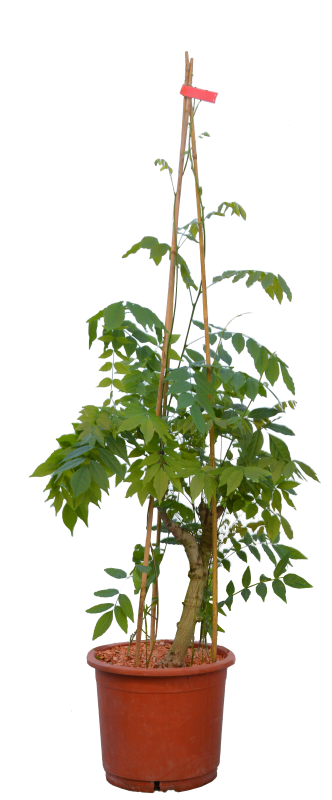 Vijoklinis augalas, visterija, vazonas 10 l.