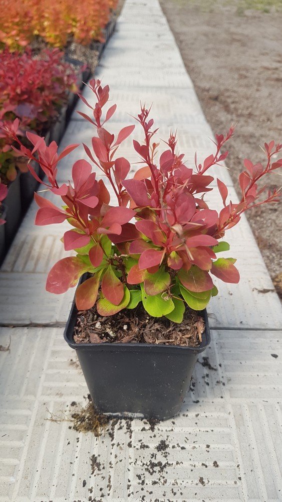 Dekoratyvinis krūmas, raugerškis tunbergo "Rubin", vazonėlio skersmuo 9 cm.