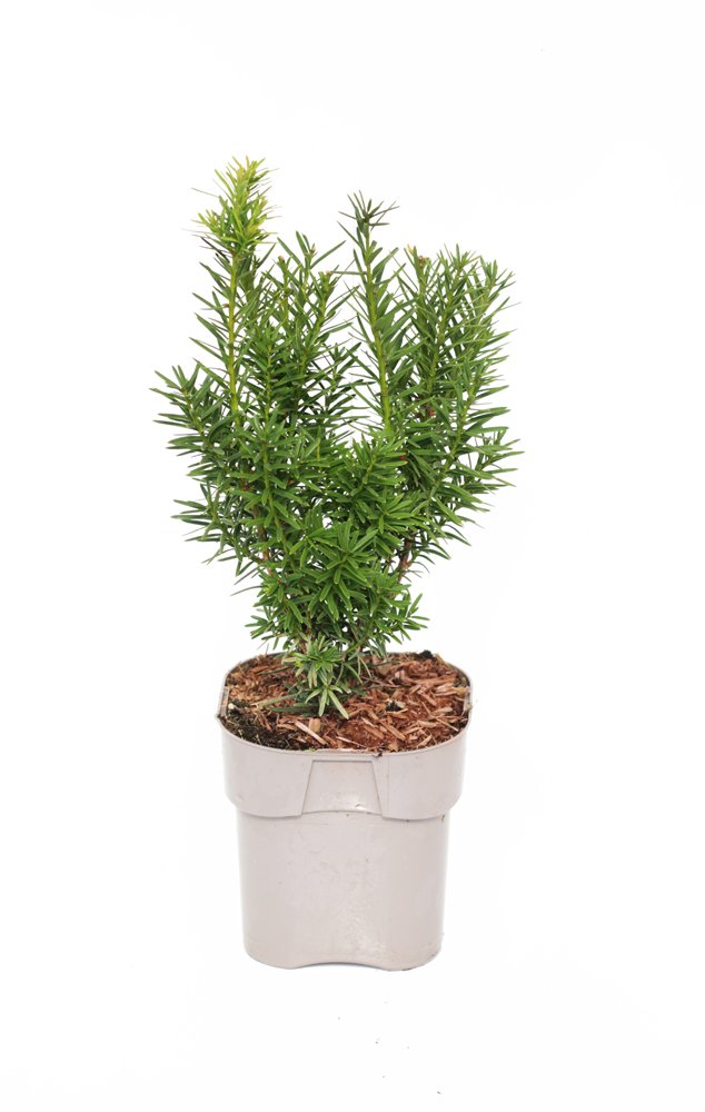 Spygliuotis, kukmedis tarpinis "Hicksii", vazonėlio skersmuo 28 cm.