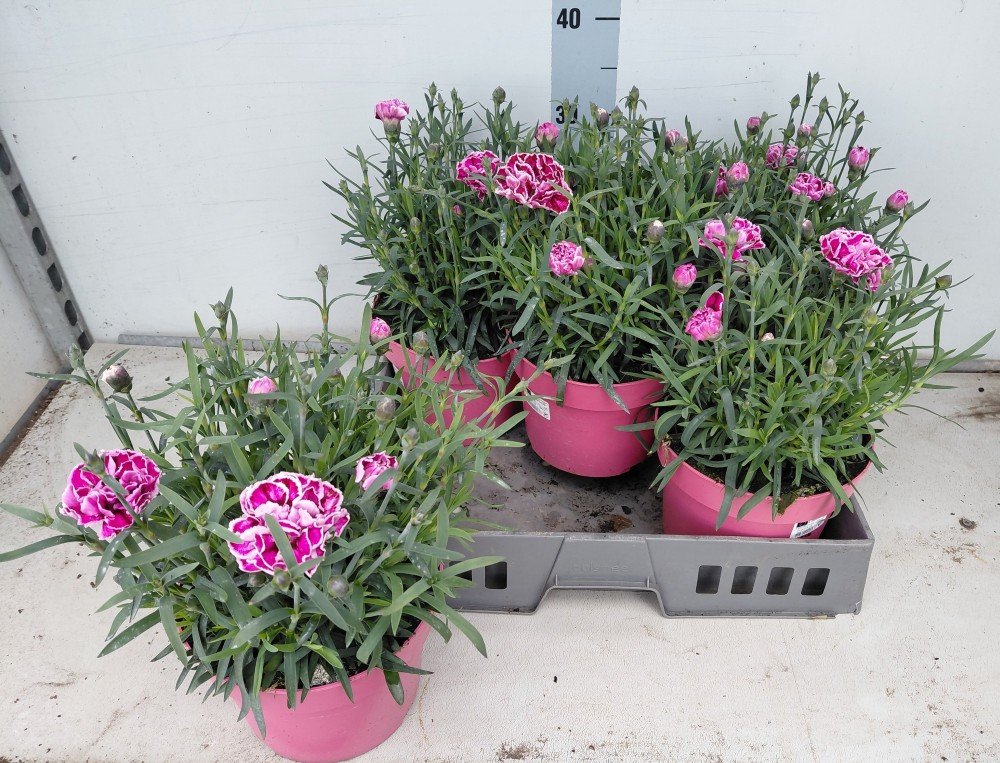 Daugiametė gėlė, gvazdikas "Capitan S Henry", vazonėlio skersmuo 19 cm.