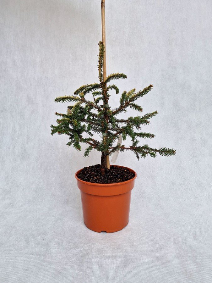 Spygliuotis, eglė paprastoji "Norrkoping", vazonėlio skersmuo 19 cm.