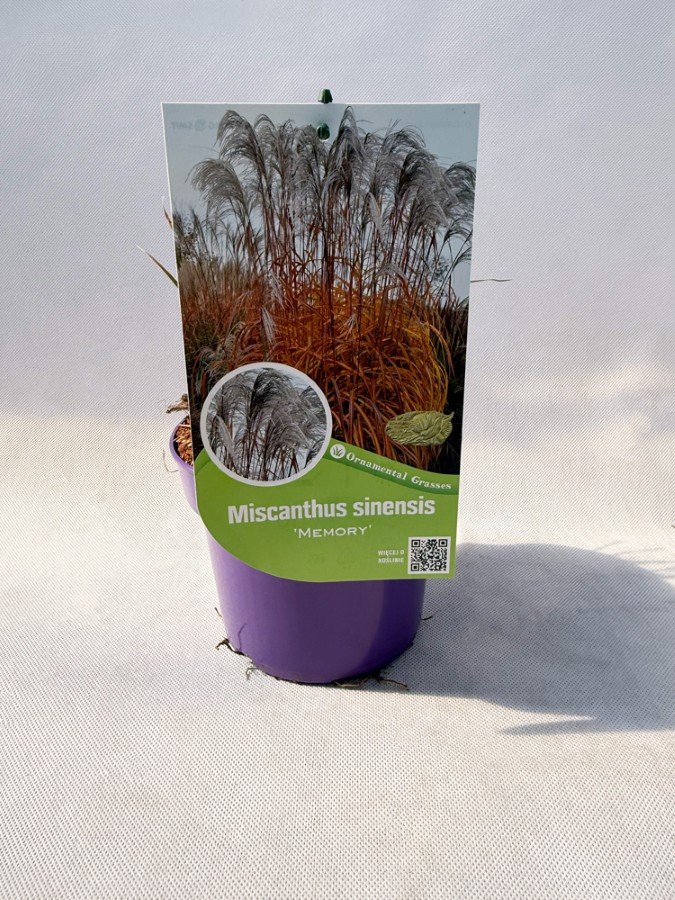 Žolinis augalas, miskantas kininis "Memory", vazonas 2 l.