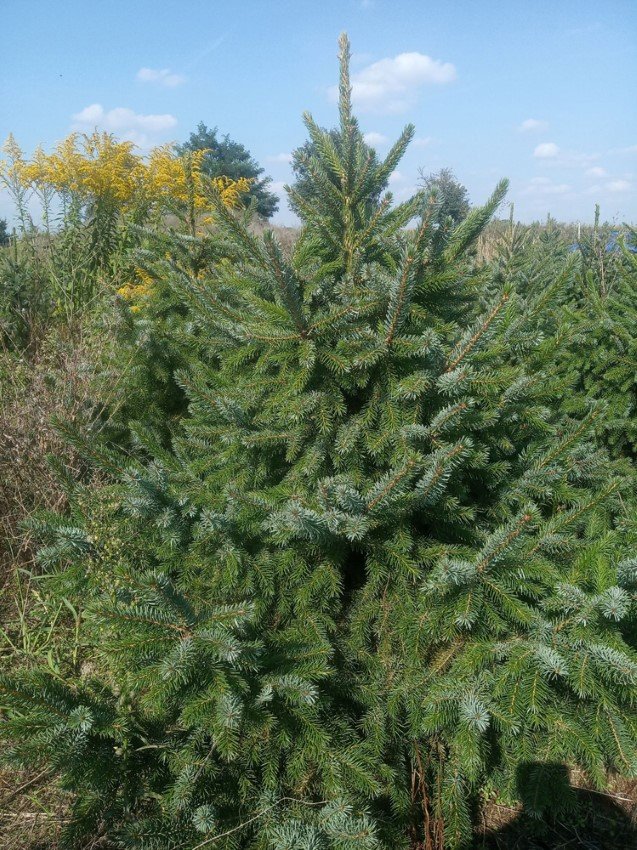 Serbinė eglė (Picea omorika) vazone, aukštis 100 -125 cm.