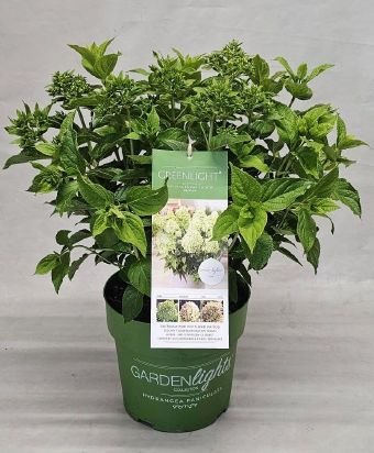 Dekoratyvinis krūmas, hortenzija šluotelinė  "Green light", vazonėlio skersmuo 23 cm.