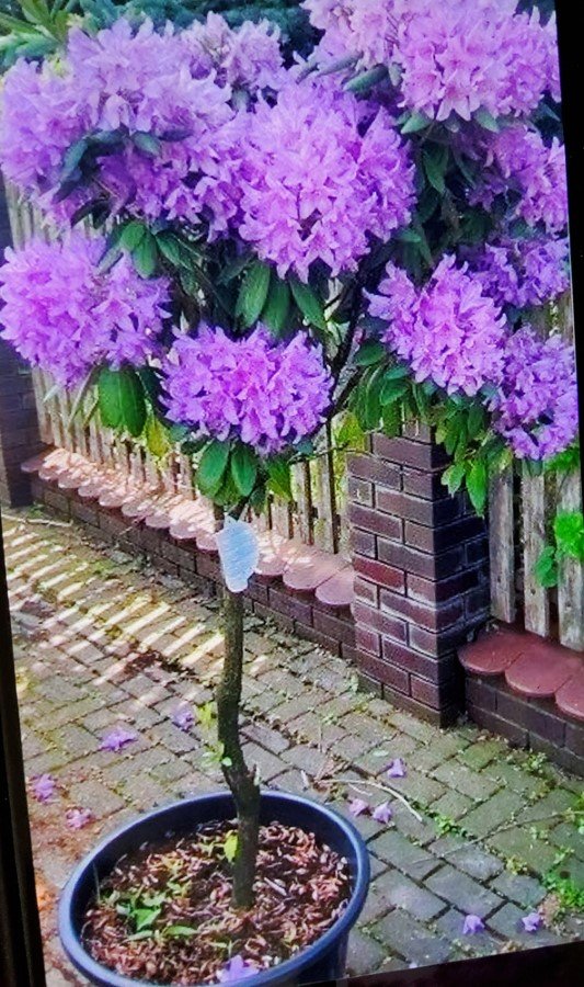 Dekoratyvinis, stiebinis rododendras, įvairios veislės, vazonas 5 l.