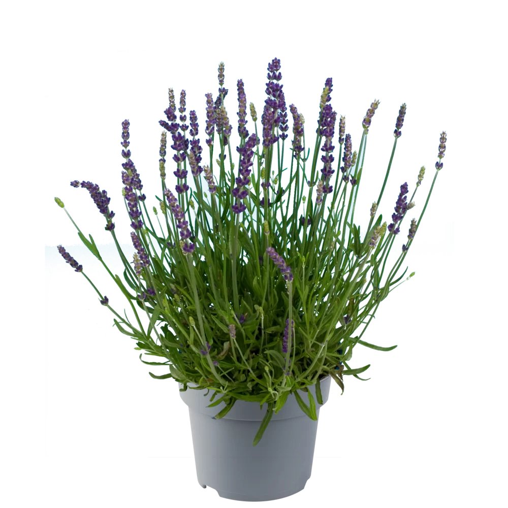 Daugiametė gėlė, tikroji levanda, vazonėlio skersmuo 14 cm.