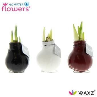 Kambarinis augalas, amarilis aplietas vašku, aukštis 15 cm.