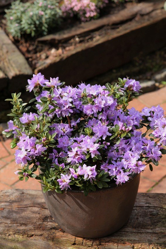 Dekoratyvinis krūmas, rododendras tankusis "Blaue Mauritius", vazonas 2 l.