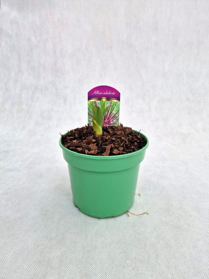 Daugiametė gėlė, česnakas stipinuotasis, vazonas 1,5 l.