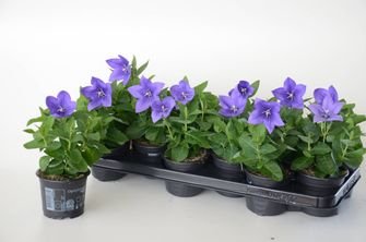 Daugiametė gėlė, plačvarpis (platikodonas), mėlynas, vazonėlio skersmuo 11 cm.