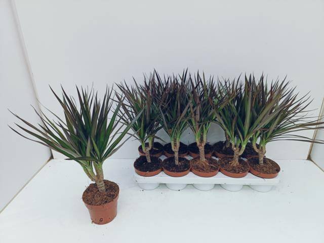 Kambarinis augalas, dracena "Magenta", vazonėlio skersmuo 12 cm.