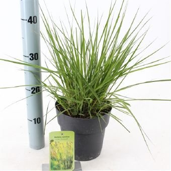 Žolinis augalas, melvenė "Edith dudszus", vazono skersmuo 17 cm.