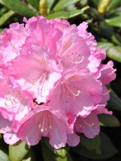 Dekoratyvinis krūmas, rododendras jakušimaninis "Polaris", vazonas 5 l.