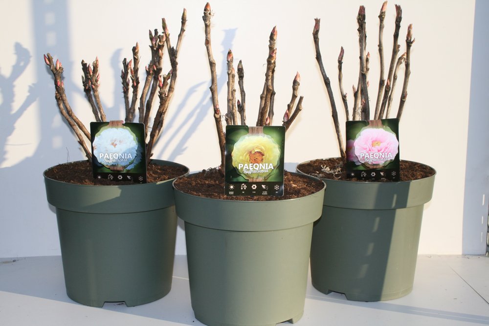 Daugiametė gėlė, bijūnas (medėjantis), įvairūs, vazonėlio skersmuo 32 cm.