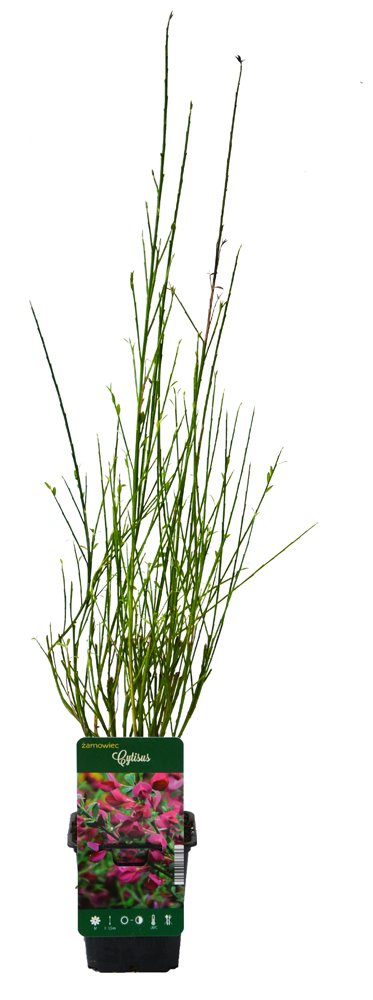 Dekoratyvinis krūmas, raipstas, vazonėlio skersmuo 9 cm.