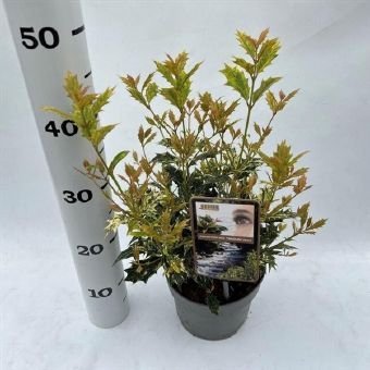 Dekoratyvinis krūmas, kvepenė "Tricolor", vazono skersmuo 17 cm.