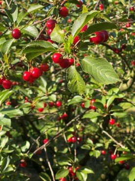 Vaismedis, mini vyšnia “Piemont” (Prunus cerasus), vazonas 5 l.