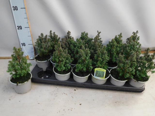 Spygliuotis, puskiparisis baltasis "Top Point", vazonėlio skersmuo 9 cm.