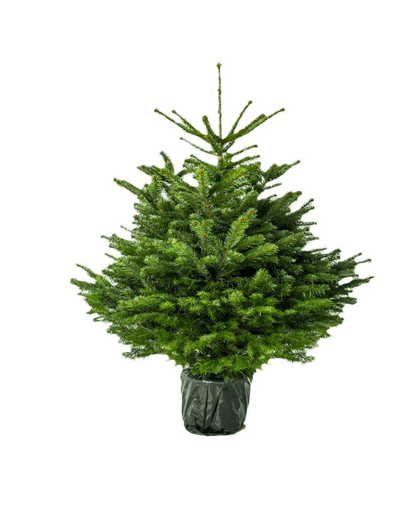 Vazone augintas kaukazinis kėnis (Abies nordmanniana), aukštis 80 - 100 cm.