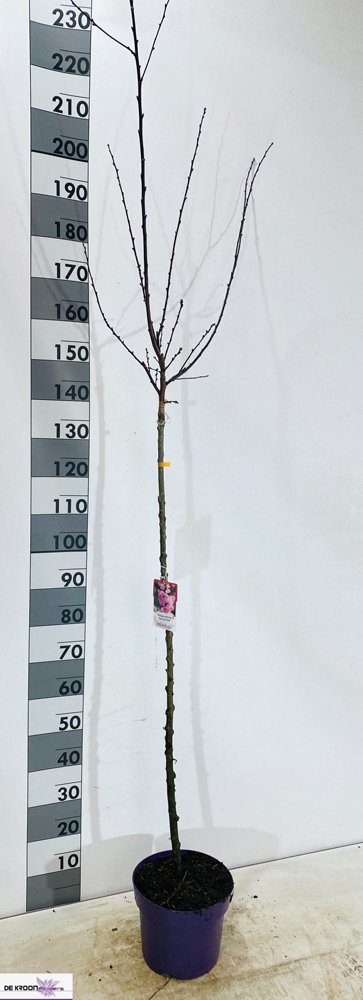 Dekoratyvinis medis, vyšnia "Spring Glow", vazonėlio skersmuo 26 cm.