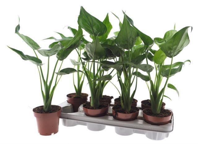 Kambarinis augalas, alokazija "Cucullata", vazonėlio skersmuo 12 cm.