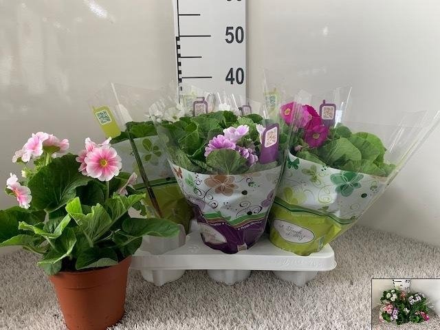 Kambarinis augalas, raktažolė, vazonėlio skersmuo 13 cm.