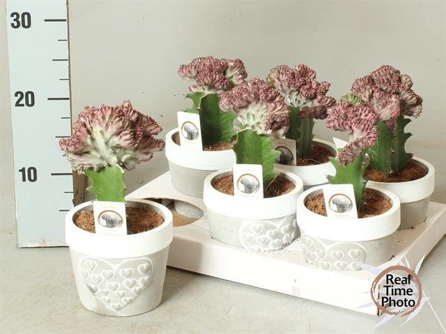 Kambarinis augalas, karpažolė (Euphorbia) "Lac Cristata", vazonėlio skersmuo 11 cm.