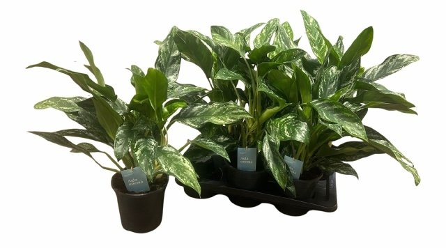 Kambarinis augalas, aglaonema, vazonėlio skersmuo 17 cm.