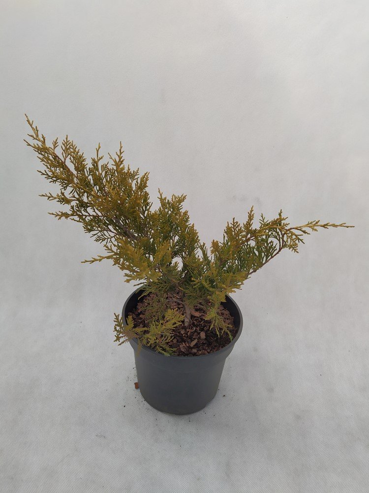 Spygliuotis, tarpinis kadagys "Old Gold", vazonas 3 l.