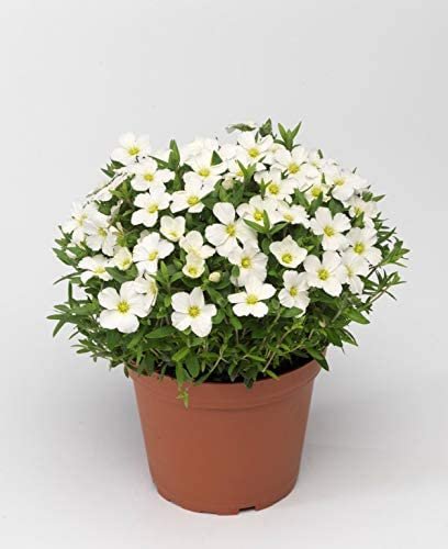 Alpinariumo augalas, smiltė, vazono skersmuo 15 cm.