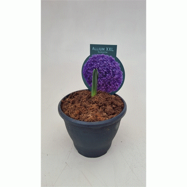 Daugiametė gėlė, dydisis česnakas, vazonėio skersmuo 13 cm.