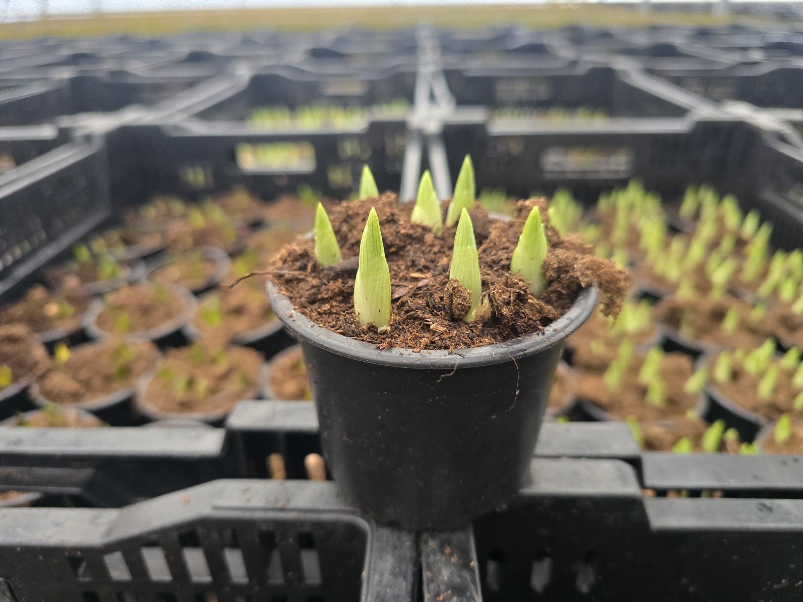 Daugiametė gėlė, irisas, vazonėlio skersmuo 9 cm.