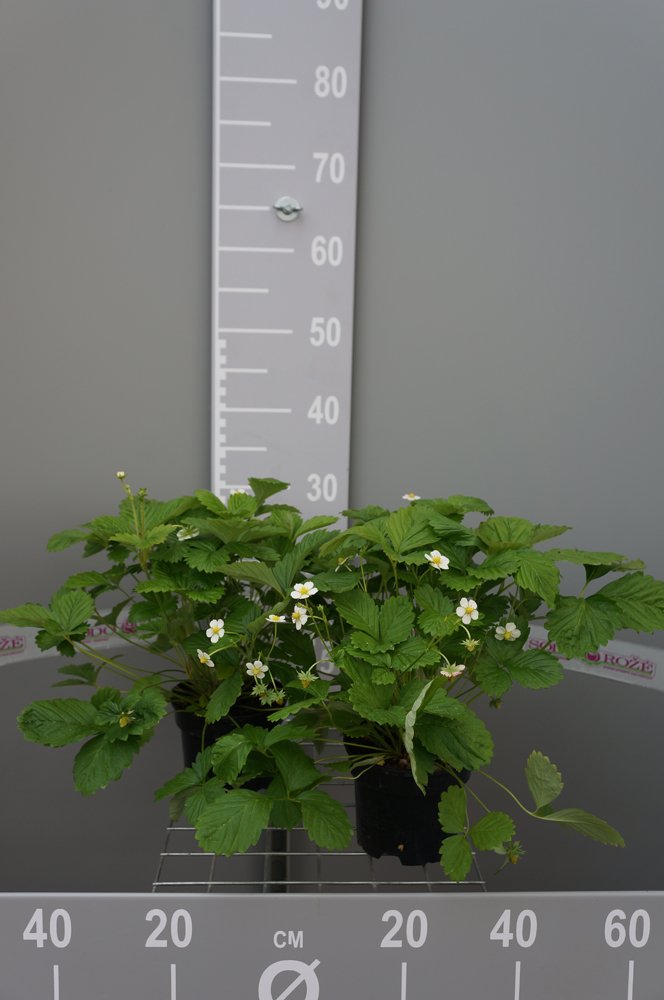 Žemuogės sodinukas, vazonėlio skersmuo 15 cm.