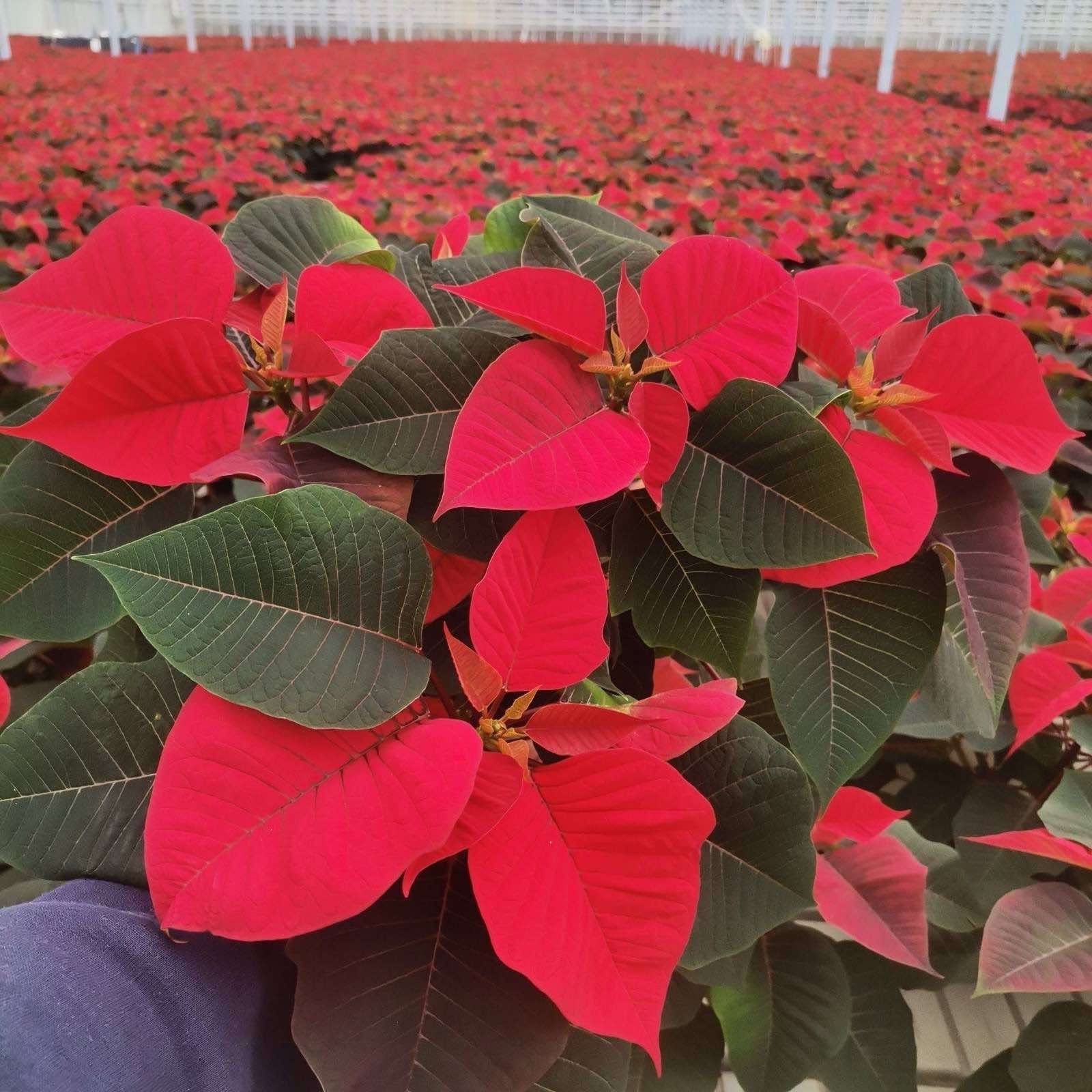 Kambarinis augalas, puansetija, vazonėlio skersmuo 12 cm., Ø30-35 cm (kilmės šalis LT)