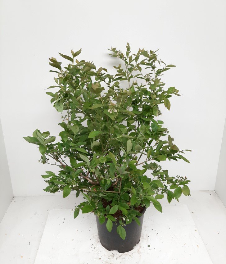 Vaiskrūmis, šilauogė aukštoji "Bluejay", vazonas 2 l.