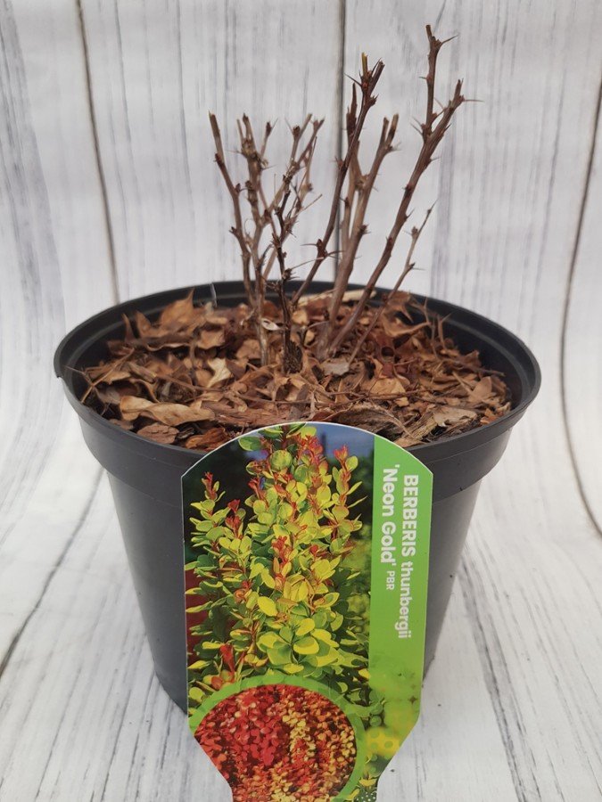 Dekoratyvinis krūmas, raugerškis tunbergo "Neon  Gold", vazonas 2 l.