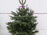 Kaukazinis kėnis (Abies nordmanniana) vazone, aukštis 100 -125 cm.