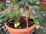 Braškės sodinukas, remontatinės, vedančios visus metus, vazonėlio skersmuo 21 cm.