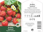 Braškės sodinukas "Saulenė", vazonėlis 3 l.
