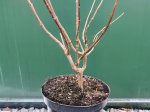 Dekoratyvinis krūmas, šluotelinė hortenzija "Touch Of Pink", vazonėlio skersmuo 17 cm.