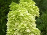 Dekoratyvinis krūmas, šluotelinė hortenzija "Mojito", vazonėlio skersmuo 19 cm.
